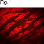 P2Y2 Polyclonal Antibody