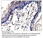 P2Y2 Antibody in Immunohistochemistry (IHC)