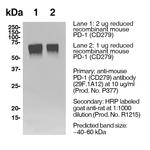 CD279 (PD-1) Antibody in Western Blot (WB)