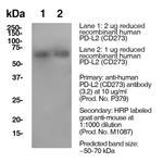CD273 (PD-L2) Antibody in Western Blot (WB)