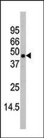 p38 MAPK beta Antibody in Western Blot (WB)