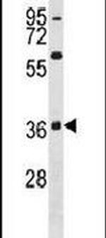 p38 MAPK beta Antibody in Western Blot (WB)
