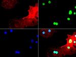 P53 Antibody in Immunocytochemistry (ICC/IF)