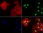 P53 Antibody in Immunocytochemistry (ICC/IF)