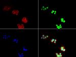 P53 Antibody in Immunocytochemistry (ICC/IF)