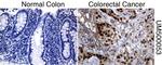 P53 Antibody in Immunohistochemistry (Paraffin) (IHC (P))