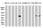 P53 Antibody in Western Blot (WB)