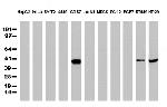P53 Antibody in Western Blot (WB)
