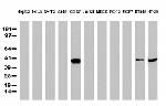 P53 Antibody in Western Blot (WB)