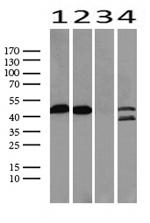 P53 Antibody in Western Blot (WB)