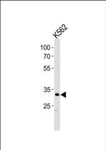 POU5F1B Antibody in Western Blot (WB)
