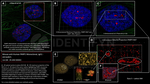 PARP1 Antibody in Immunocytochemistry (ICC/IF)