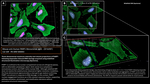 PARP1 Antibody in Immunocytochemistry (ICC/IF)