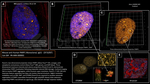 PARP1 Antibody in Immunocytochemistry (ICC/IF)