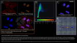 PARP1 Antibody in Immunocytochemistry (ICC/IF)
