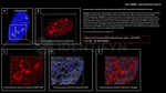 PARP1 Antibody in Immunocytochemistry (ICC/IF)