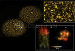 PARP1 Antibody in Immunocytochemistry (ICC/IF)