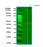 PARP1 Antibody in Western Blot (WB)