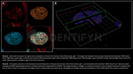 H2AX Antibody in Immunocytochemistry (ICC/IF)
