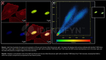 H2AX Antibody in Immunocytochemistry (ICC/IF)