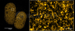 H2AX Antibody in Immunocytochemistry (ICC/IF)