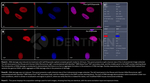 H2AX Antibody in Immunocytochemistry (ICC/IF)