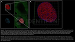 H2AX Antibody in Immunocytochemistry (ICC/IF)