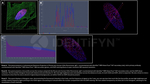 H2AX Antibody in Immunocytochemistry (ICC/IF)