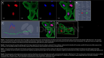 H2AX Antibody in Immunocytochemistry (ICC/IF)