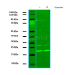 H2AX Antibody in Western Blot (WB)