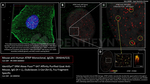 ATRIP Antibody in Immunocytochemistry (ICC/IF)