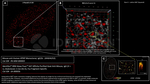 ATRIP Antibody in Immunocytochemistry (ICC/IF)