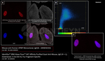 ATRIP Antibody in Immunocytochemistry (ICC/IF)