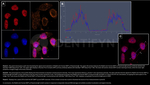 BAP1.p Antibody in Immunocytochemistry (ICC/IF)