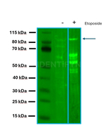 BAP1.p Antibody in Western Blot (WB)