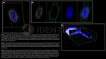 Ku70 Antibody in Immunocytochemistry (ICC/IF)