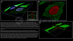 Ku70 Antibody in Immunocytochemistry (ICC/IF)