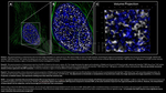 Ku70 Antibody in Immunocytochemistry (ICC/IF)