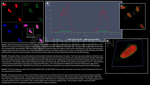 Ku70 Antibody in Immunocytochemistry (ICC/IF)
