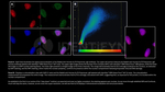 Ku70 Antibody in Immunocytochemistry (ICC/IF)