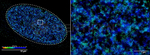 Ku70 Antibody in Immunocytochemistry (ICC/IF)