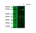 Ku70 Antibody in Western Blot (WB)