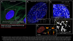 RAD50 Antibody in Immunocytochemistry (ICC/IF)