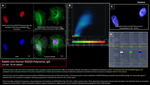 RAD50 Antibody in Immunocytochemistry (ICC/IF)
