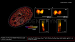 RAD50 Antibody in Immunocytochemistry (ICC/IF)