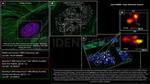 53BP1 Antibody in Immunocytochemistry (ICC/IF)