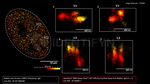 53BP1 Antibody in Immunocytochemistry (ICC/IF)