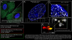 53BP1 Antibody in Immunocytochemistry (ICC/IF)