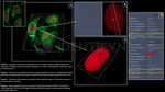 PARP1 Antibody in Immunocytochemistry (ICC/IF)