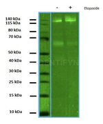 PARP1 Antibody in Western Blot (WB)